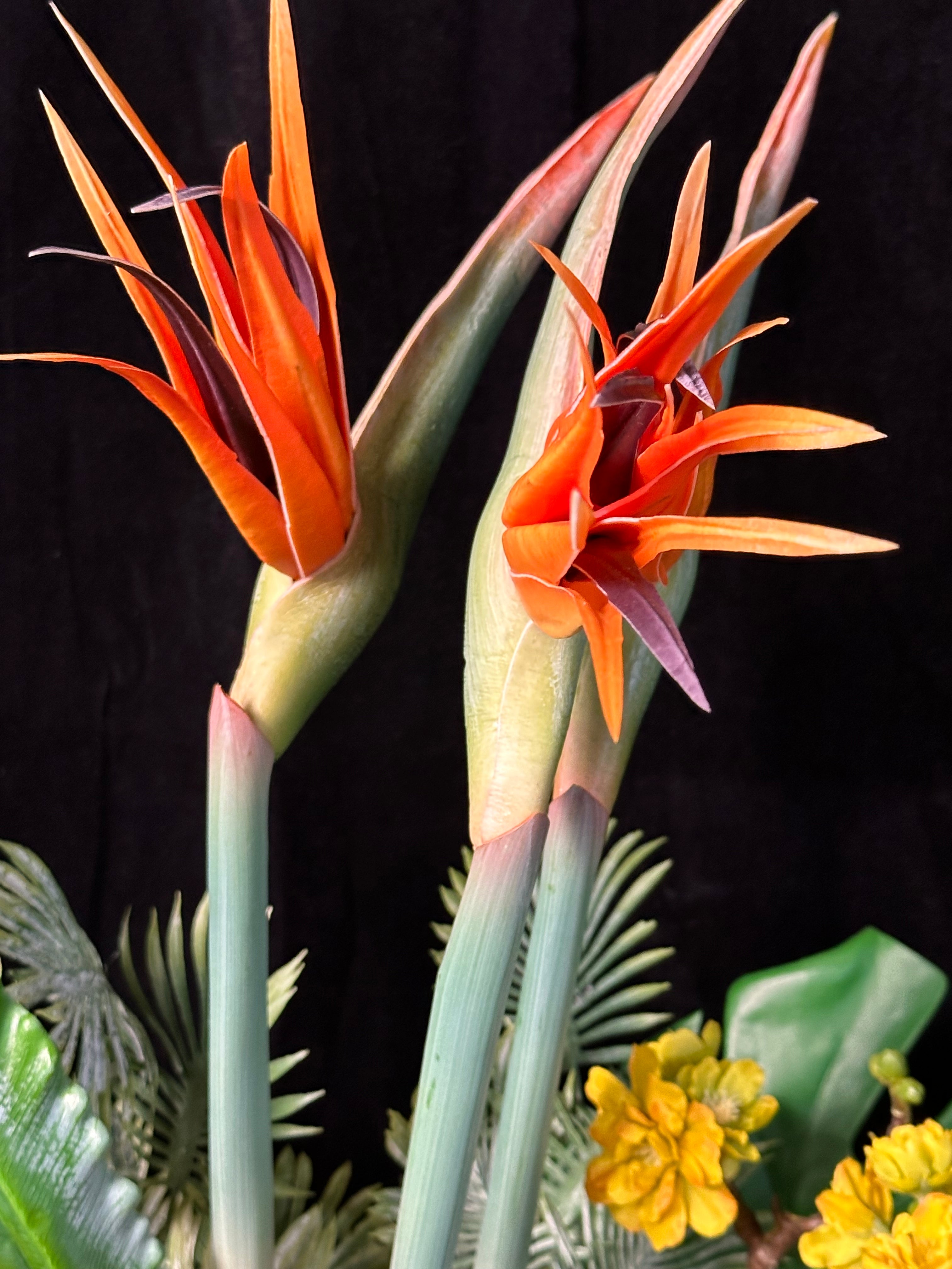 Tropical Sunset Symphony
